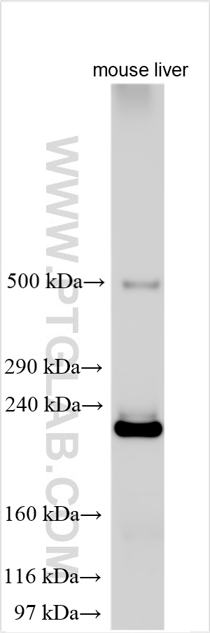 Various lysates were subjected to Tris-Acetate gel system followed by western blot with 27751-1-AP (APOB antibody) at dilution of 1:1000 incubated at room temperature for 1.5 hours. WB analysis using 27751-1-AP