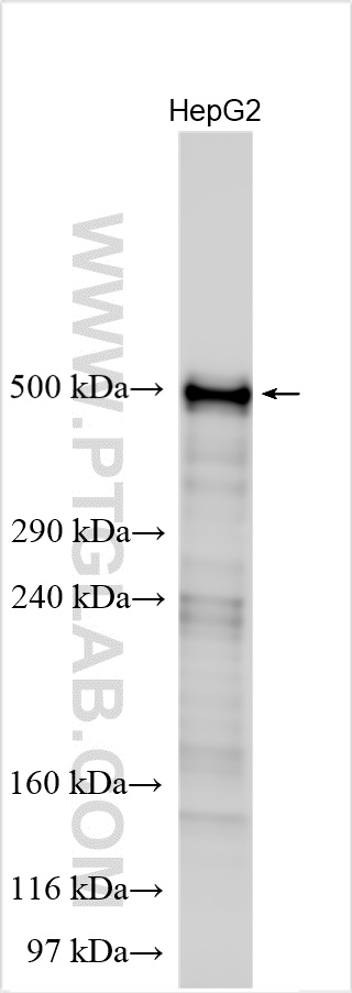 Various lysates were subjected to Tris-Acetate gel system followed by western blot with 27751-1-AP (APOB antibody) at dilution of 1:1000 incubated at room temperature for 1.5 hours. WB analysis using 27751-1-AP