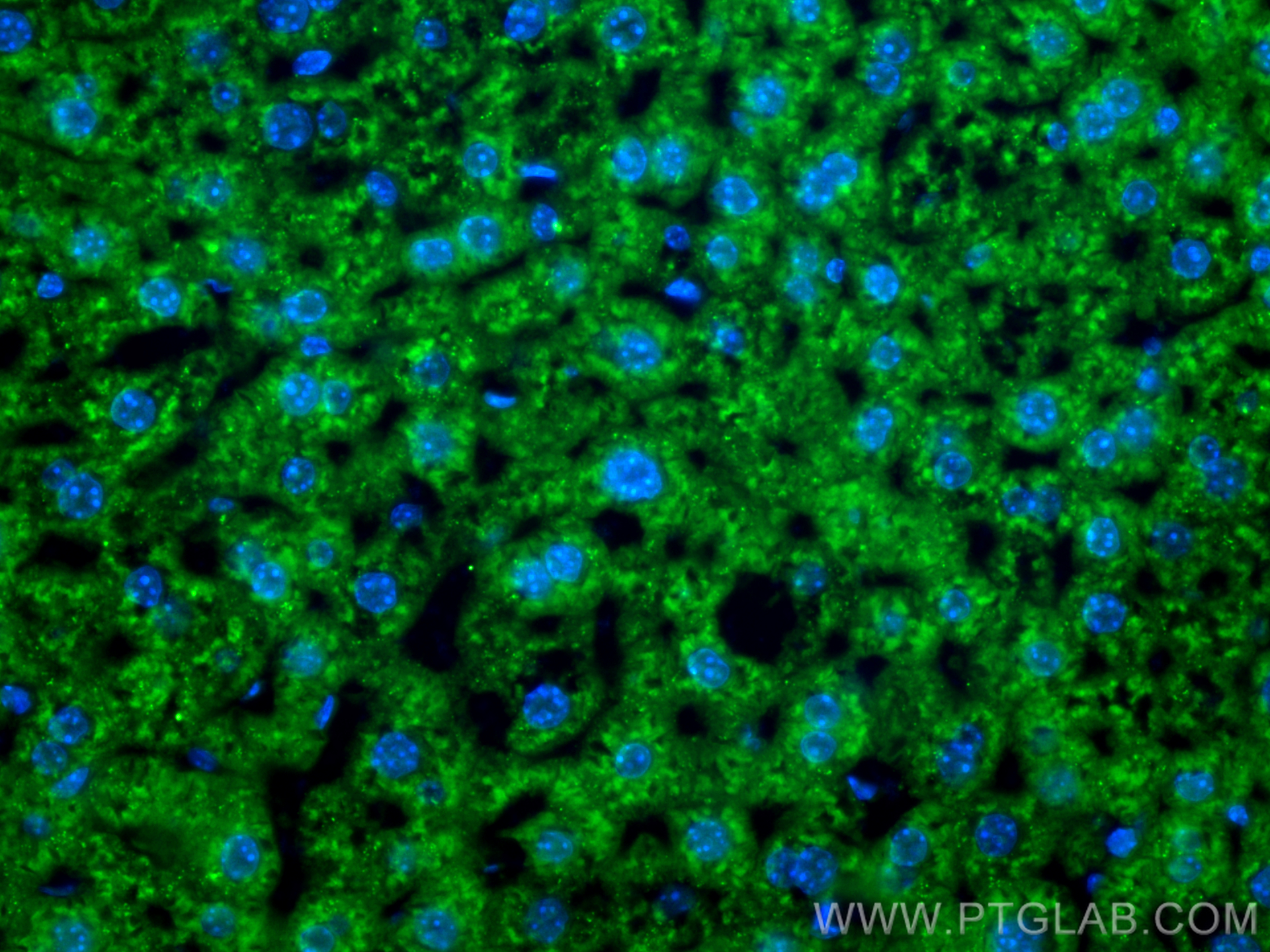 IF Staining of mouse liver using CL488-84047