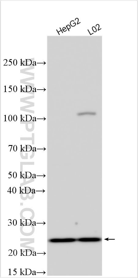 WB analysis using 32857-1-AP