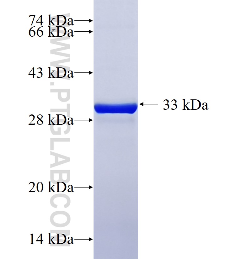 APOBEC3A fusion protein Ag18845 SDS-PAGE