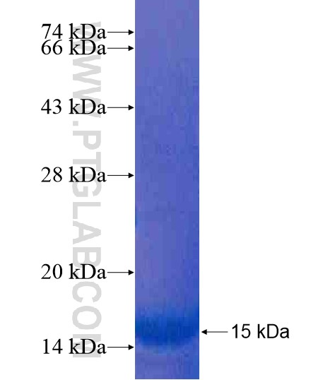 APOBEC3D fusion protein Ag20233 SDS-PAGE