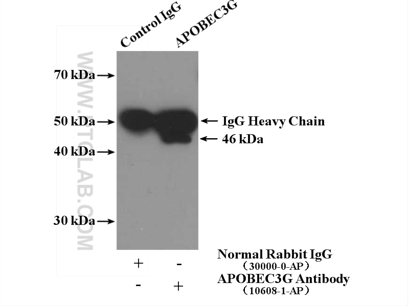 IP experiment of COLO 320 using 10608-1-AP