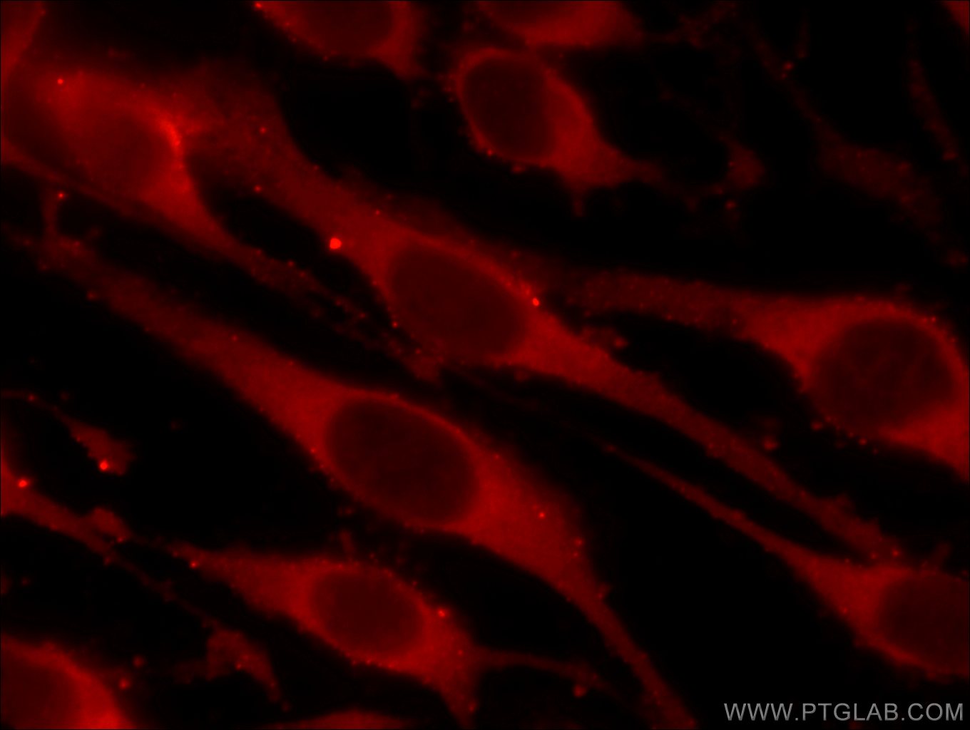 IF Staining of C6 using 60100-1-Ig