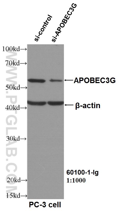 WB analysis of PC-3 cells using 60100-1-Ig