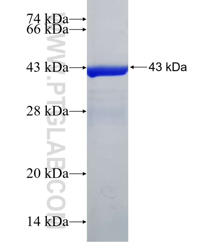APOBEC3G fusion protein Ag30533 SDS-PAGE APOBEC3G fusion protein Ag30533 SDS-PAGE