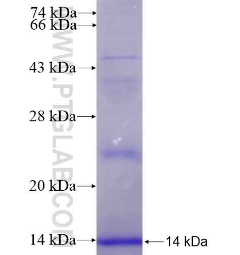 APOC1 fusion protein Ag11136 SDS-PAGE