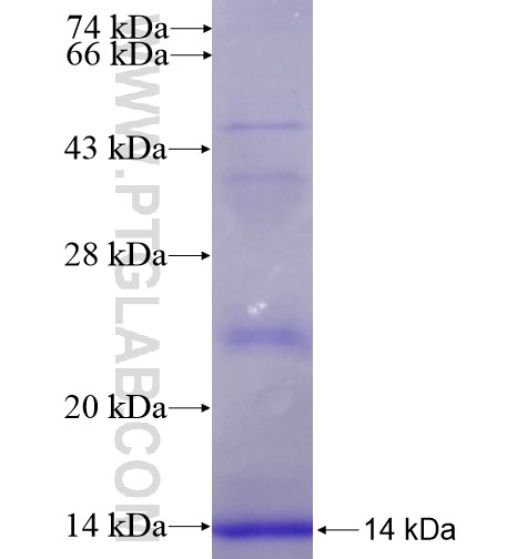 APOC1 fusion protein Ag11136 SDS-PAGE APOC1 fusion protein Ag11136 SDS-PAGE