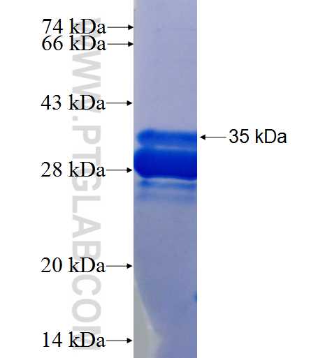 APOC2 fusion protein Ag24650 SDS-PAGE
