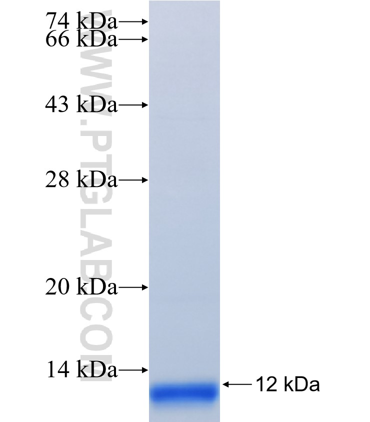 APOC2 fusion protein Ag34179 SDS-PAGE APOC2 fusion protein Ag34179 SDS-PAGE