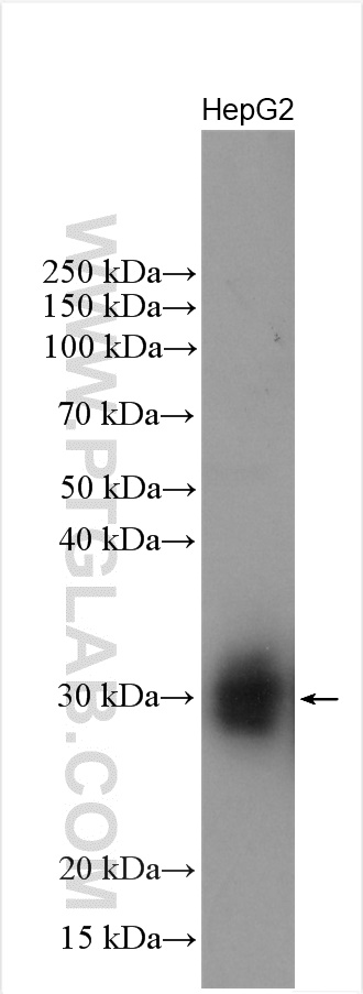 WB analysis of HepG2 using 10520-1-AP