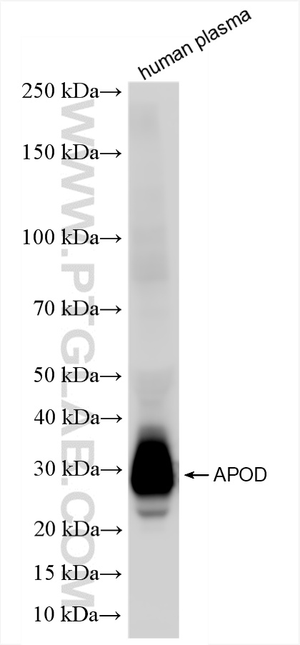 human plasma were subjected to SDS PAGE followed by western blot with 86500-2-RR (APOD antibody) at dilution of 1:10000 incubated at room temperature for 1.5 hours. WB analysis of human plasma using 86500-2-RR