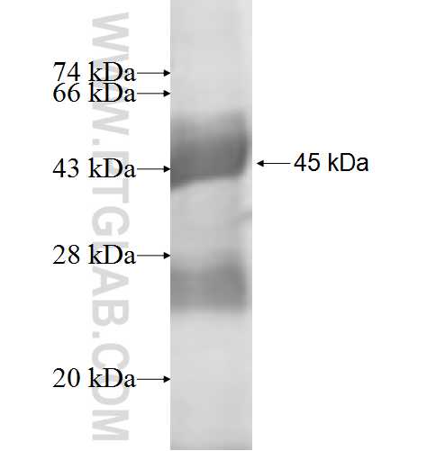 APOD fusion protein Ag0812 SDS-PAGE