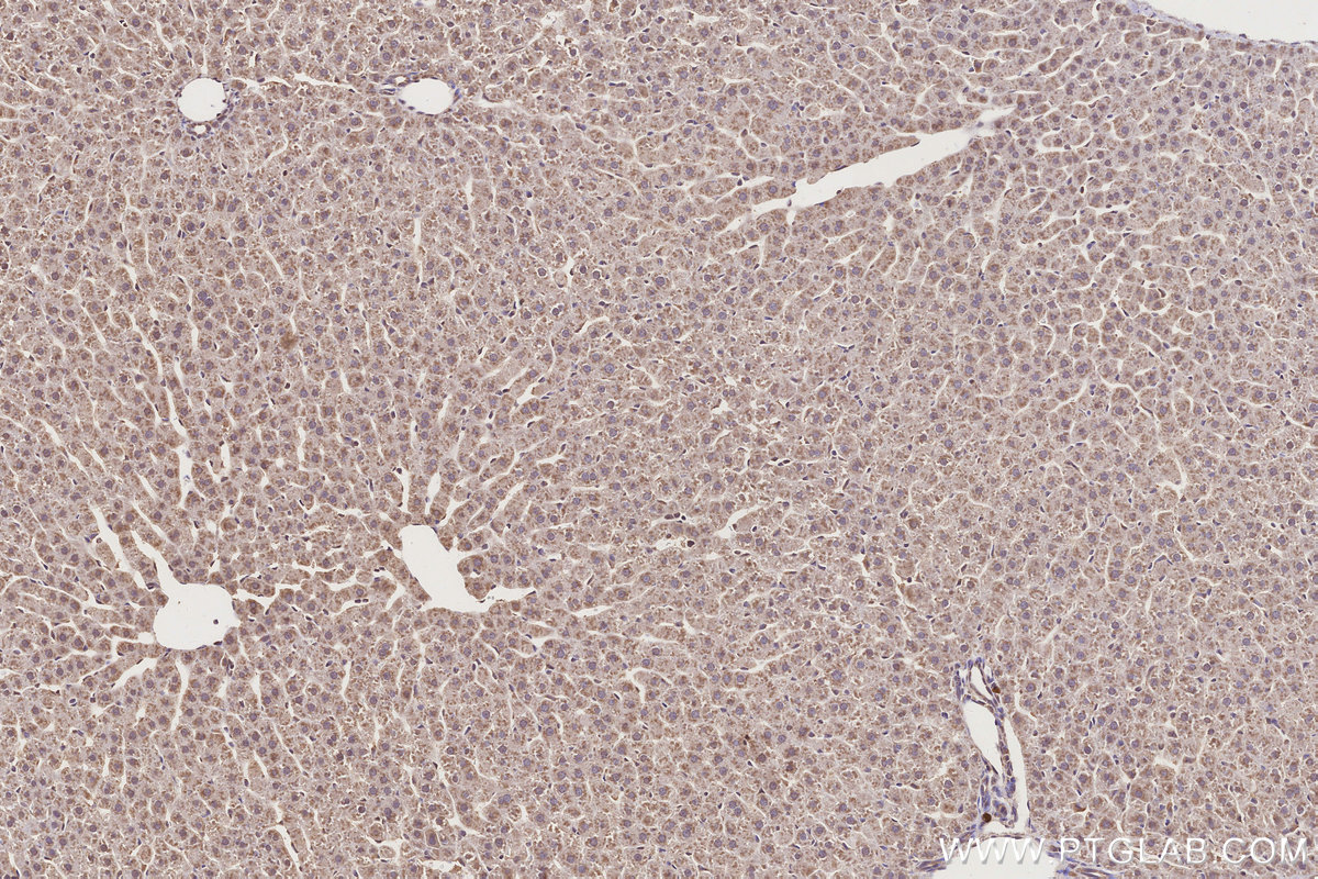 Immunohistochemical analysis of paraffin-embedded rat liver tissue slide using 66830-1-Ig (APOE antibody) at dilution of 1:1000 (under 10x lens). Heat mediated antigen retrieval with Tris-EDTA buffer (pH 9.0). IHC staining of rat liver using 66830-1-Ig