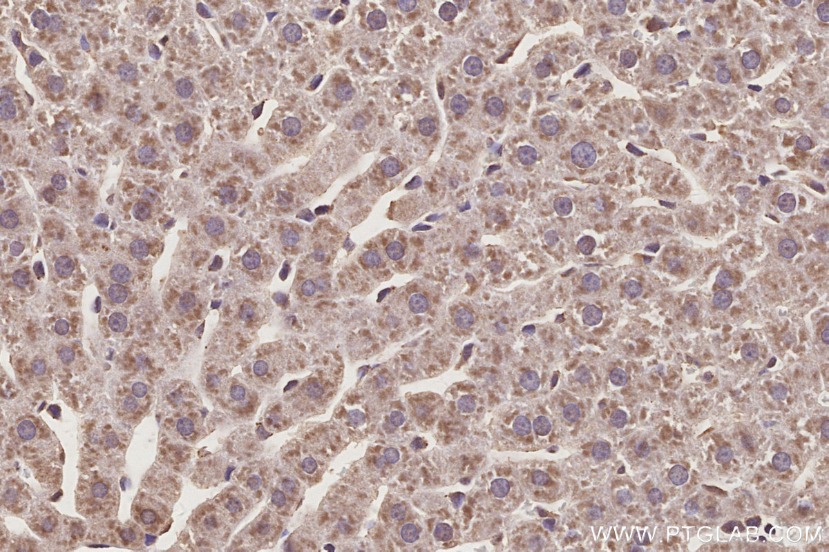 Immunohistochemical analysis of paraffin-embedded rat liver tissue slide using 66830-1-Ig (APOE antibody) at dilution of 1:1000 (under 40x lens). Heat mediated antigen retrieval with Tris-EDTA buffer (pH 9.0). IHC staining of rat liver using 66830-1-Ig