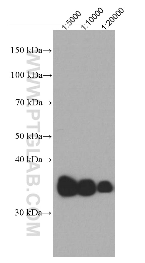 WB analysis of human plasma using 66830-1-Ig