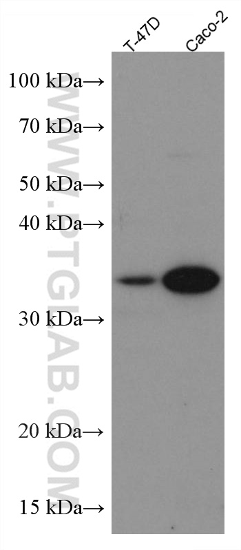 WB analysis using 66830-1-Ig