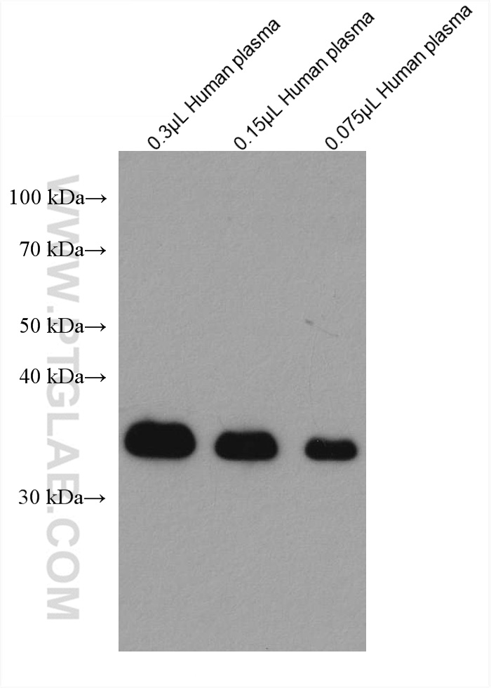 WB analysis using 66830-1-Ig