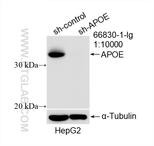 WB analysis of HepG2 using 66830-1-Ig (same clone as 66830-1-PBS)