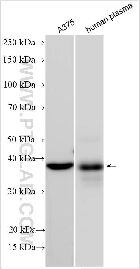 WB analysis using 11486-2-AP