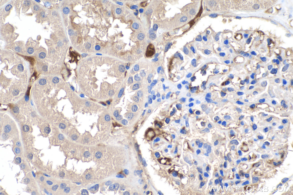 IHC staining of human kidney using 66124-1-Ig