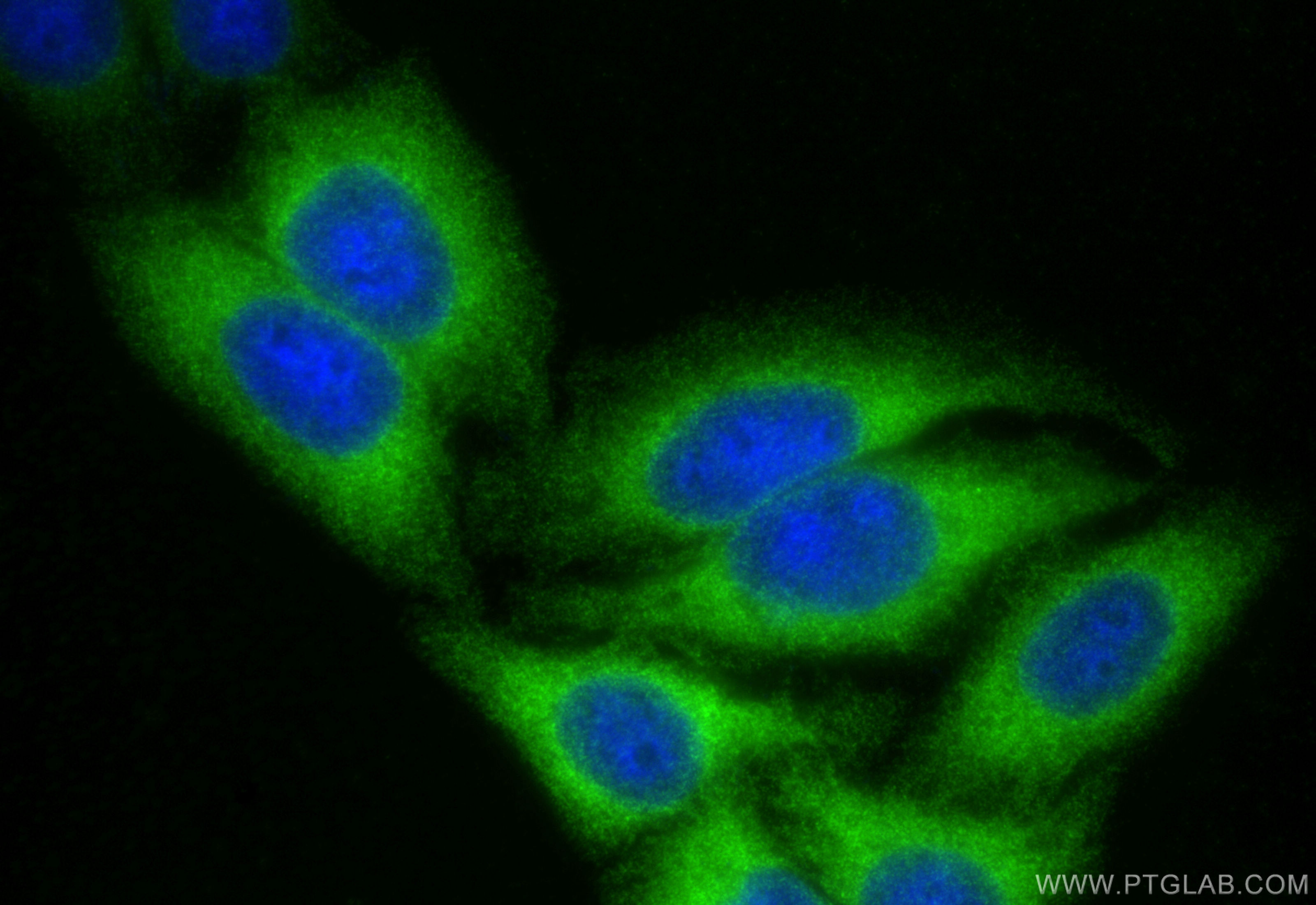 IF Staining of HepG2 using 83770-5-RR