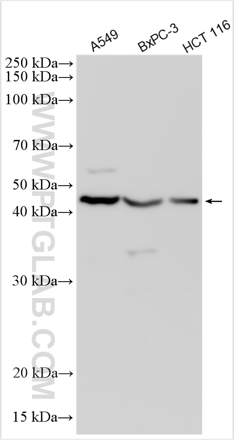 WB analysis using 28591-1-AP