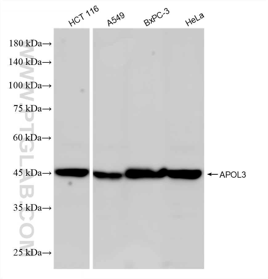 HCT 116 cells were subjected to SDS PAGE followed by western blot with 87202-1-RR (APOL3 antibody) at dilution of 1:2000 incubated at room temperature for 1.5 hours. WB analysis using 87202-1-RR