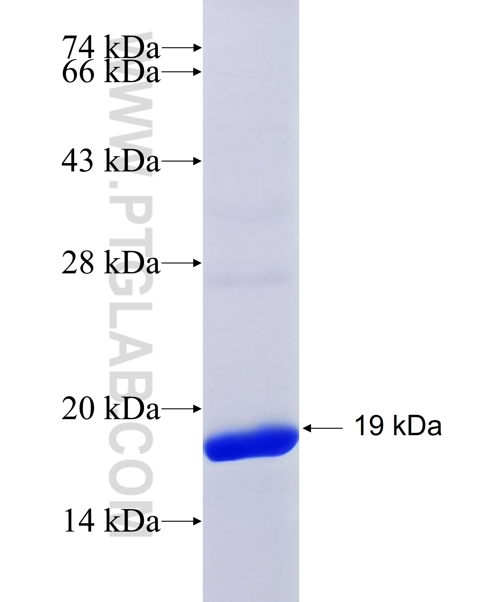 APOL3 fusion protein Ag29687 SDS-PAGE