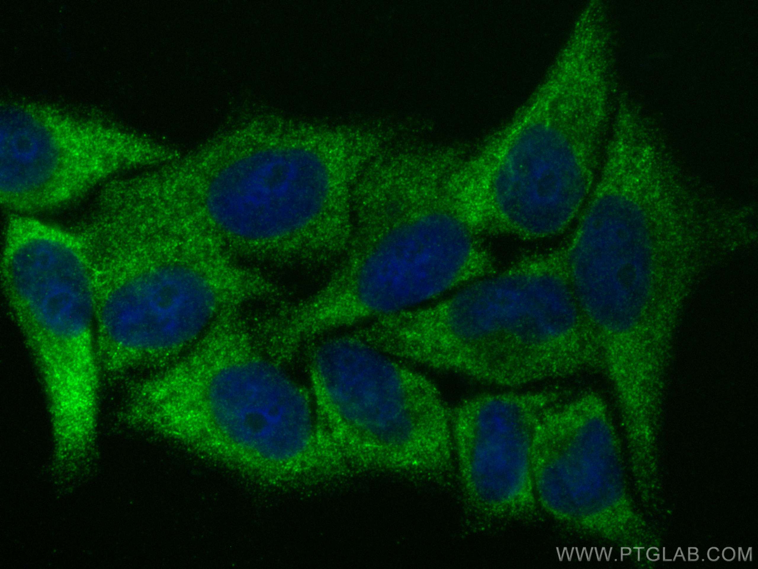 IF Staining of HepG2 using 10564-1-AP