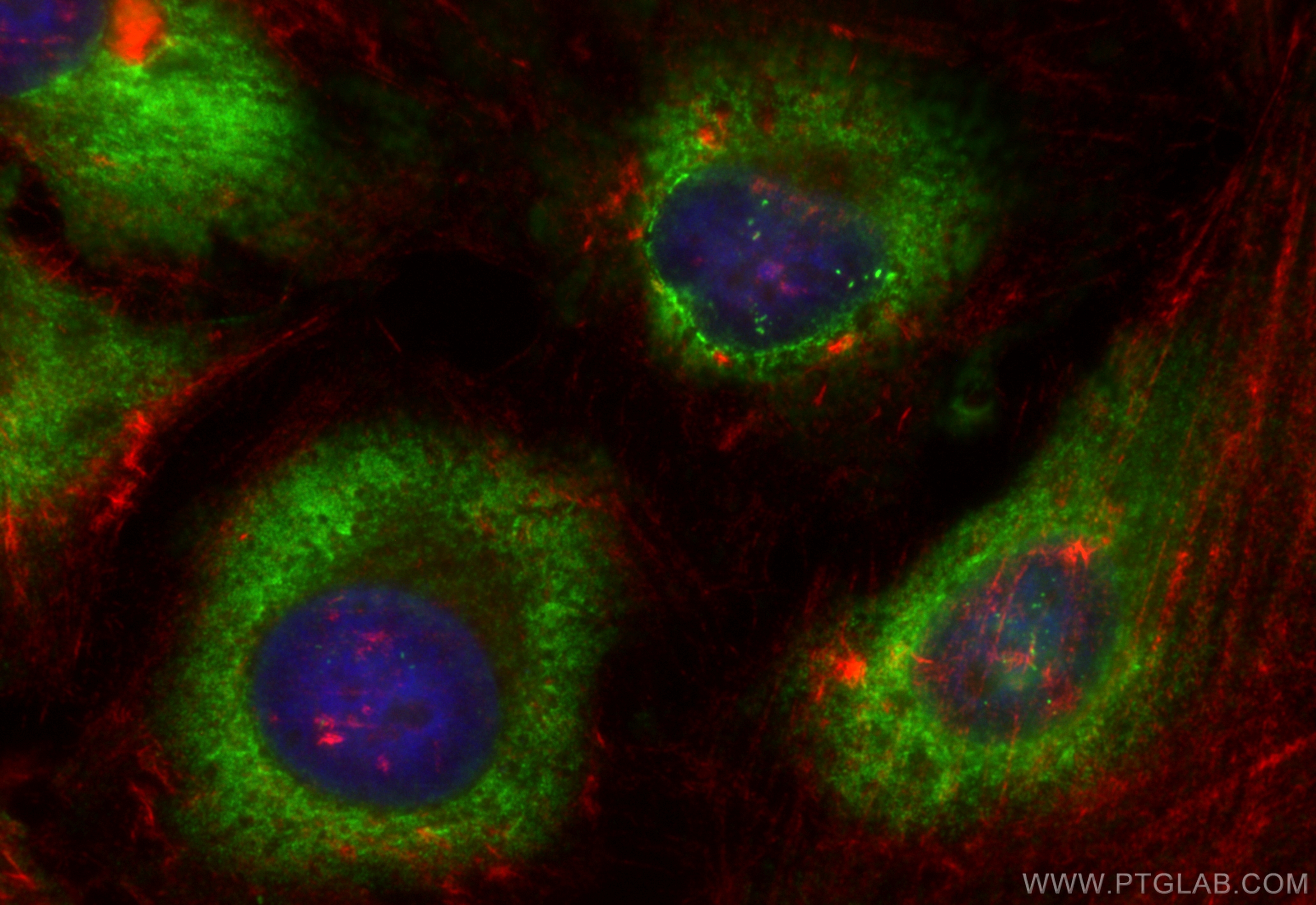 IF Staining of HeLa using CL488-82877-2