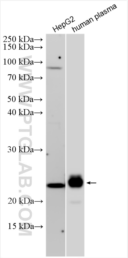 WB analysis using 12817-1-AP