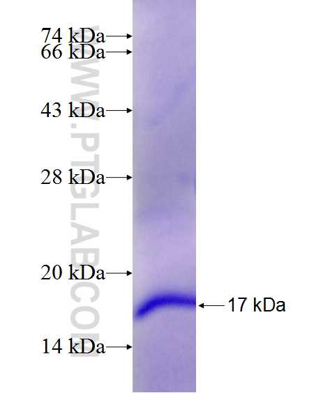 APP fusion protein Ag22408 SDS-PAGE