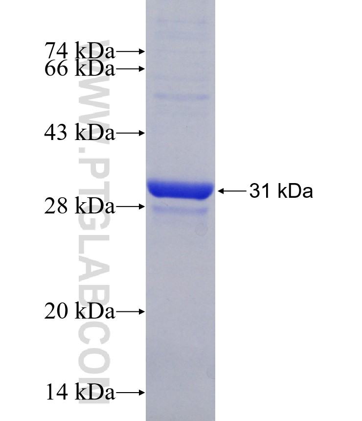 APP fusion protein Ag25125 SDS-PAGE