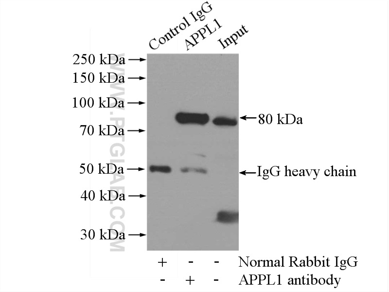 IP experiment of mouse brain using 19885-1-AP