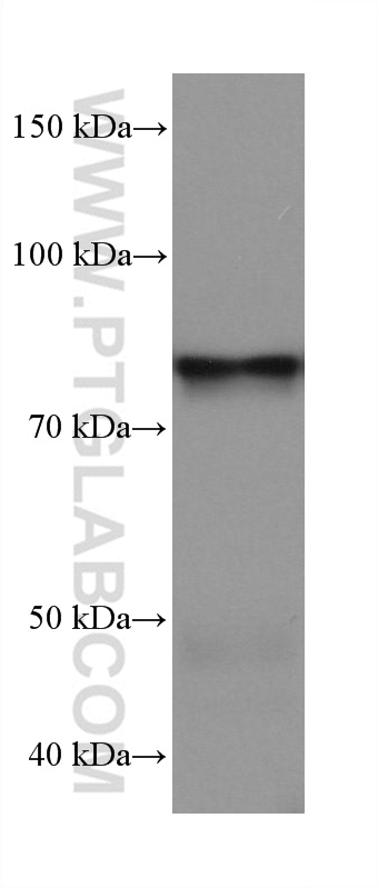 WB analysis of pig heart using 68195-1-Ig