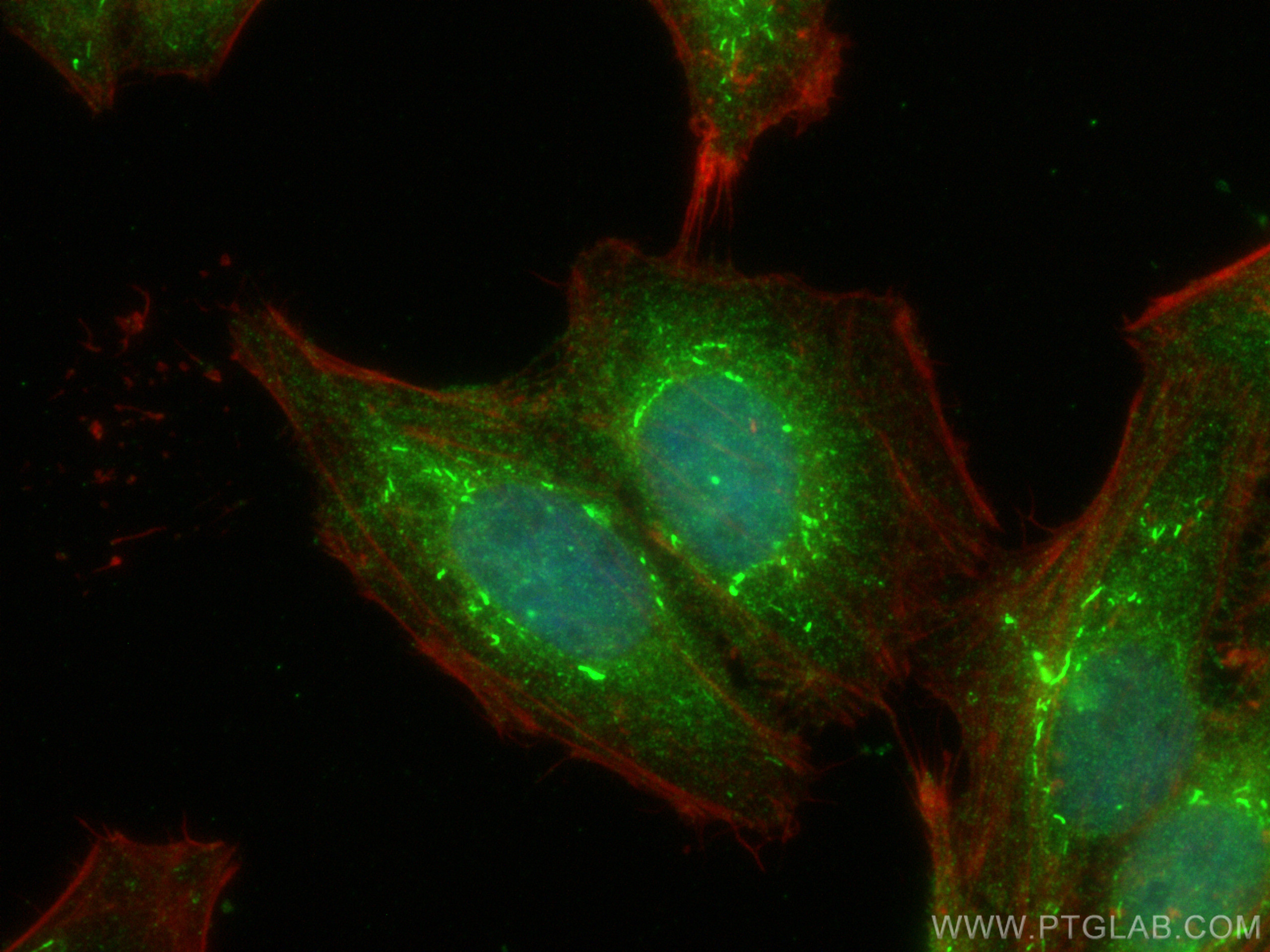 IF Staining of HepG2 using CL488-19885