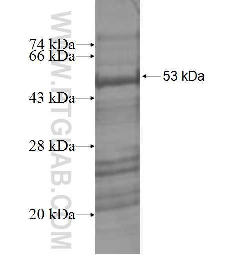 APRIL,TNFSF13 fusion protein Ag1056 SDS-PAGE