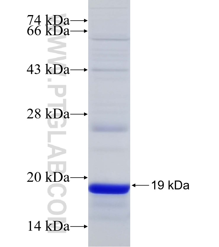 APRIL,TNFSF13 fusion protein Ag33202 SDS-PAGE