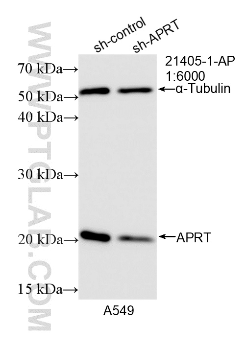 WB analysis of A549 using 21405-1-AP WB analysis of A549 using 21405-1-AP