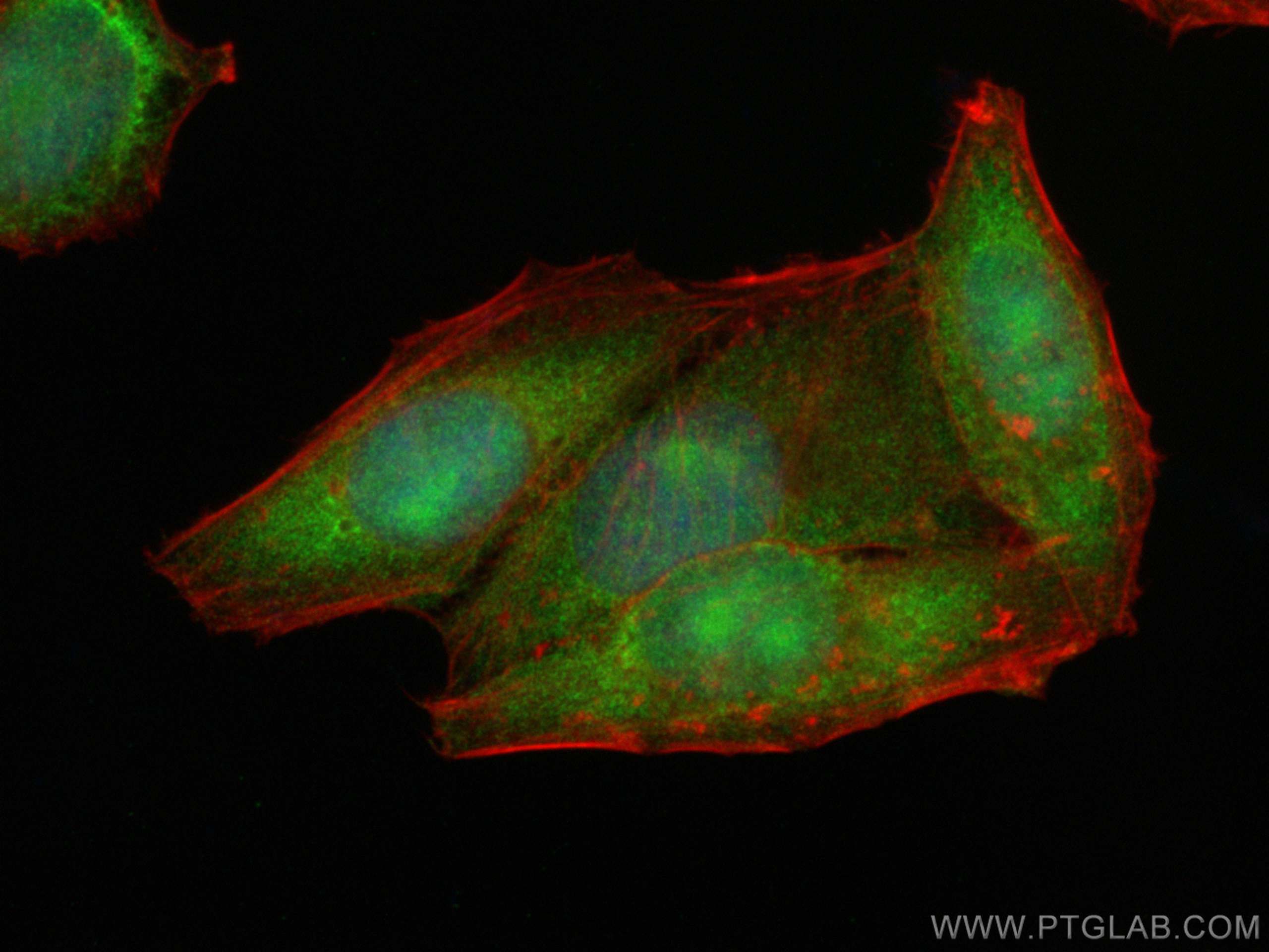 IF Staining of HepG2 using 26747-1-AP