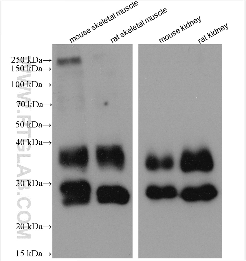 WB analysis using 20333-1-AP