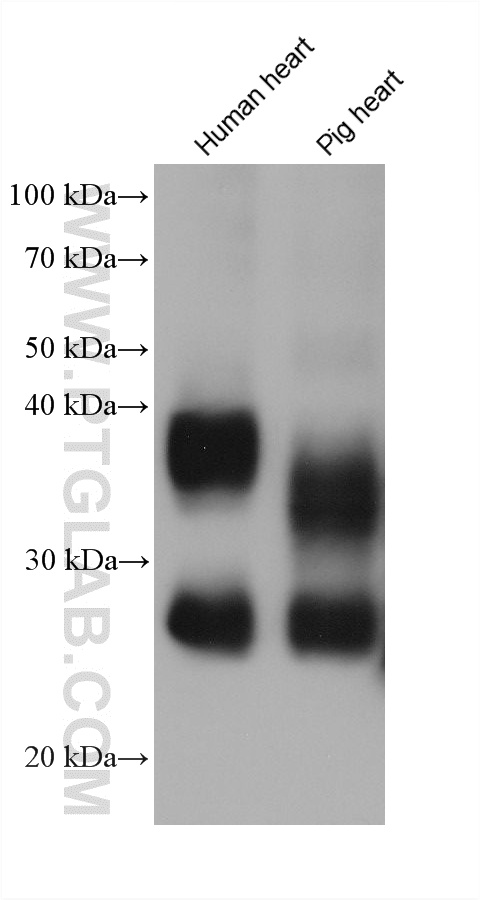 WB analysis using 66805-1-Ig