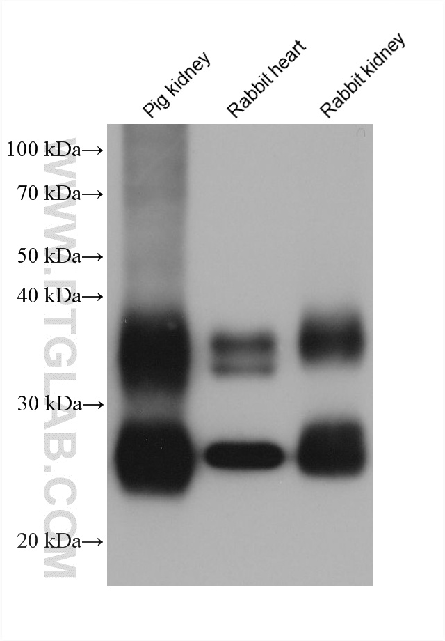 WB analysis using 66805-1-Ig