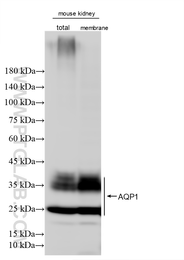 WB analysis of mouse kidney using 81137-2-RR (same clone as 81137-2-PBS) WB analysis of mouse kidney using 81137-2-RR (same clone as 81137-2-PBS)