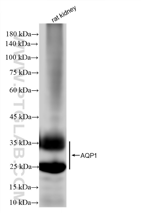 WB analysis of rat kidney using 81137-2-RR (same clone as 81137-2-PBS) WB analysis of rat kidney using 81137-2-RR (same clone as 81137-2-PBS)