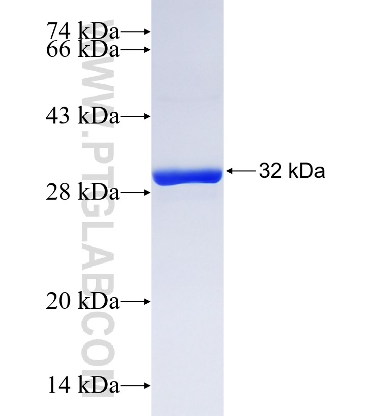 AQP1 fusion protein Ag14093 SDS-PAGE