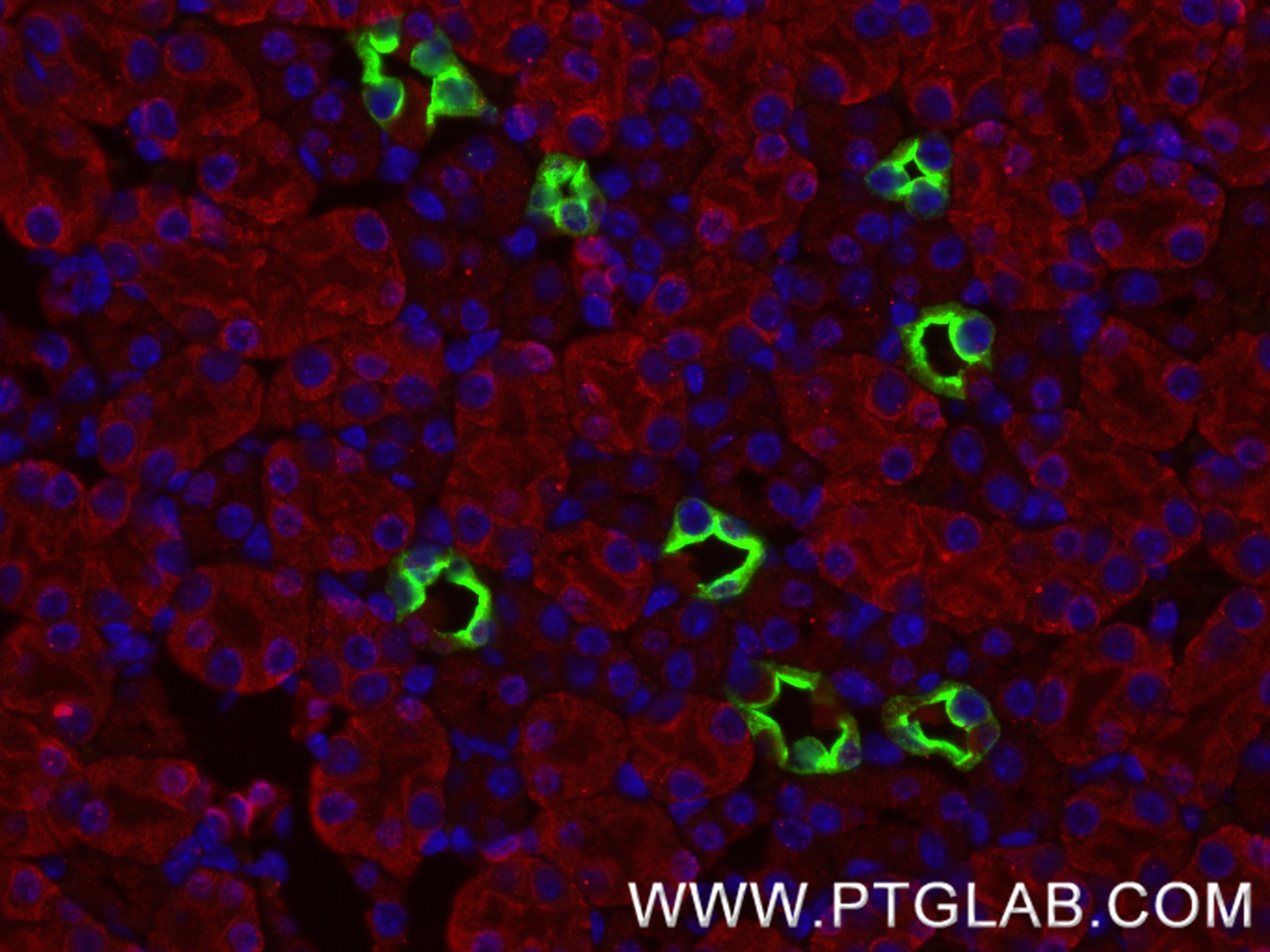 IF Staining of mouse kidney using 85402-1-RR