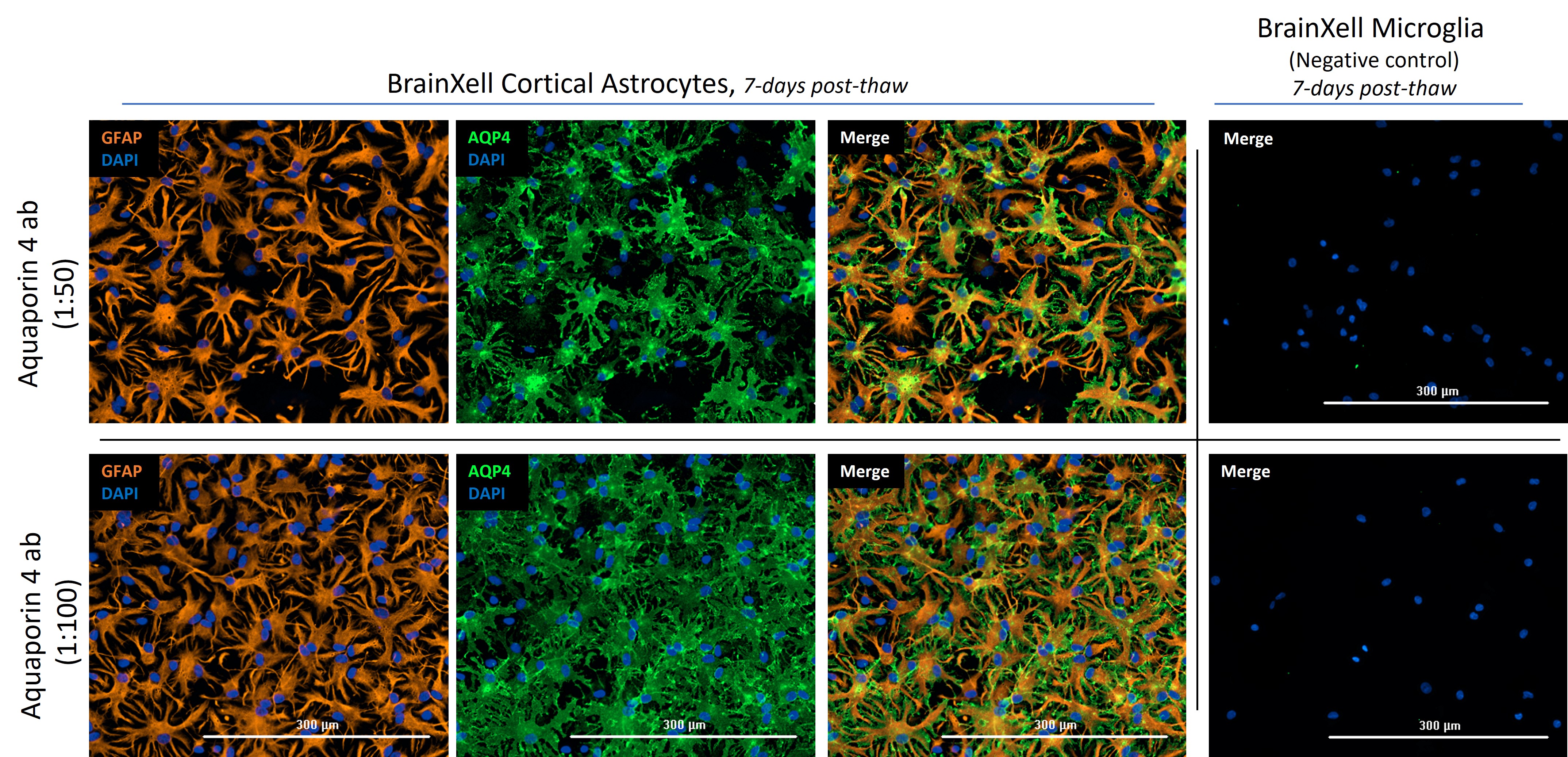 IF Staining of hiPSC-derived cortical astrocytes using 16473-1-AP