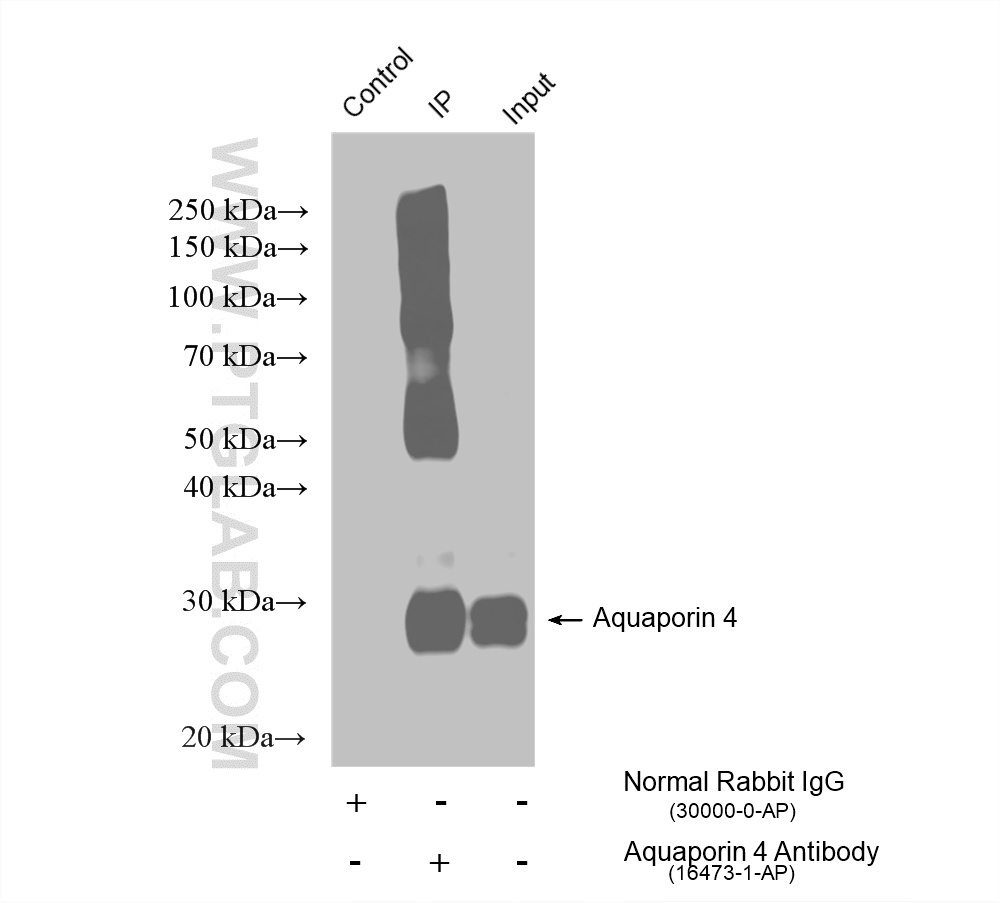 IP experiment of mouse brain using 16473-1-AP (same clone as 16473-1-PBS)